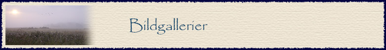 Bildgallerier